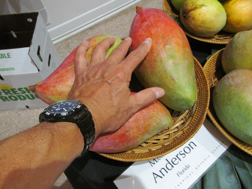 MangoFest2015 004