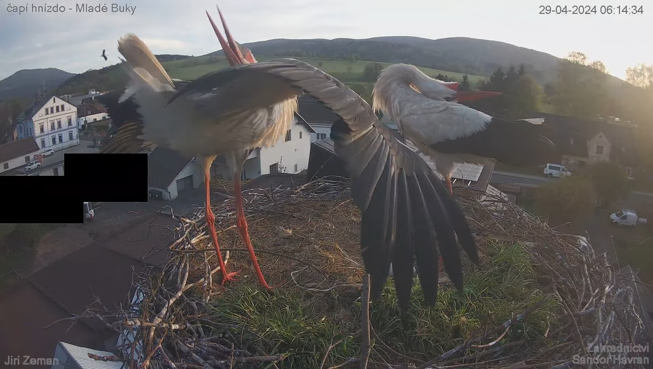 Tiešraides kamera — Mladé Buky — stārķa ligzda 4-33-18 screenshot