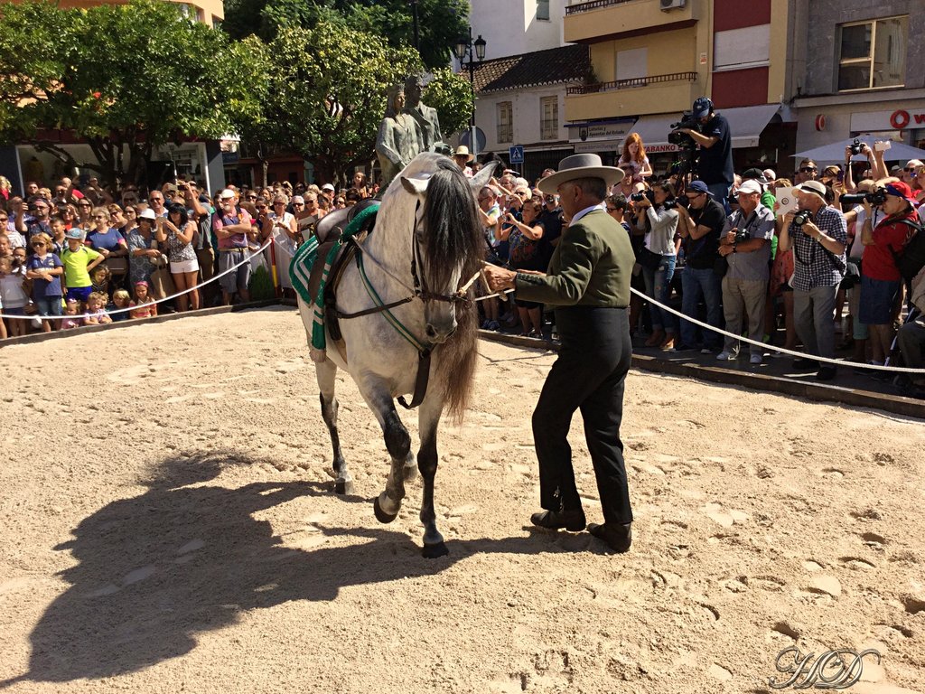 Animals-Spanish-horses-3-HD.jpg