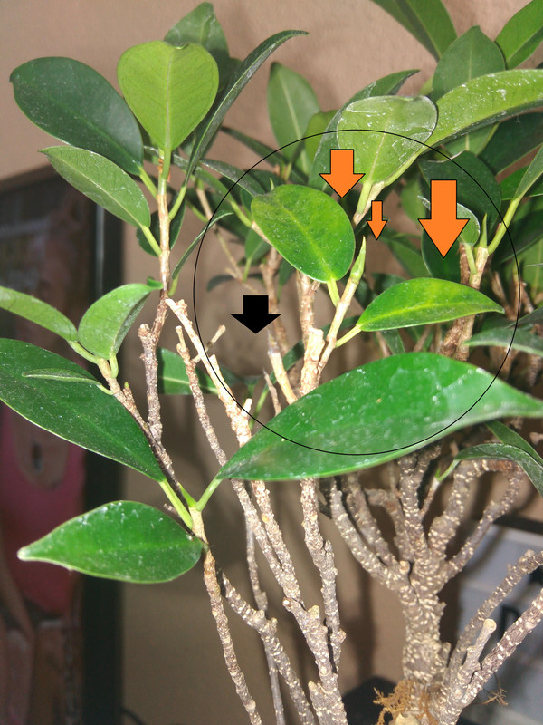 FICUS FORO4