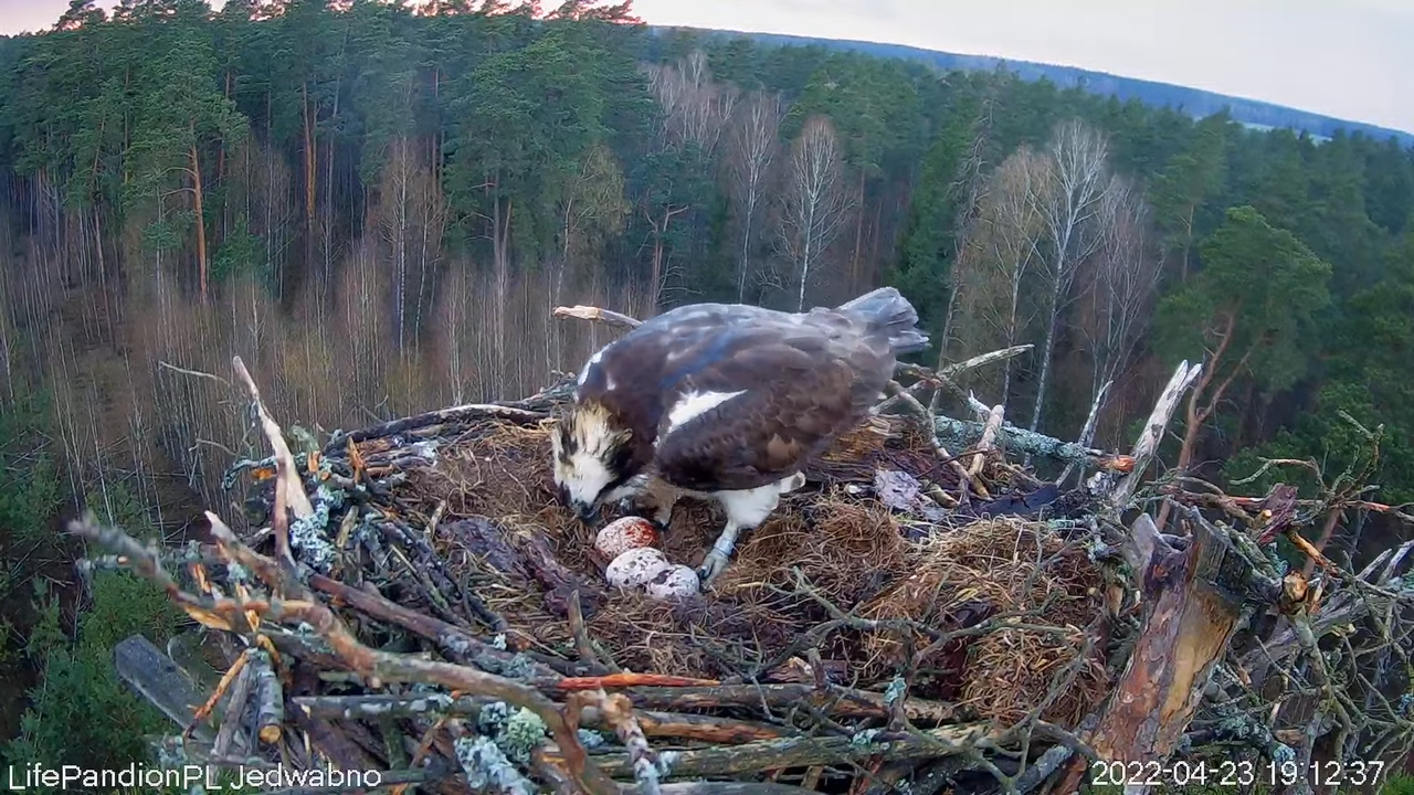 Rybołowy Online Puszcza Napiwodzko-Ramucka _ Ospreys Online in Napiwodzko-Ramucka Forest 10-26-38 sc