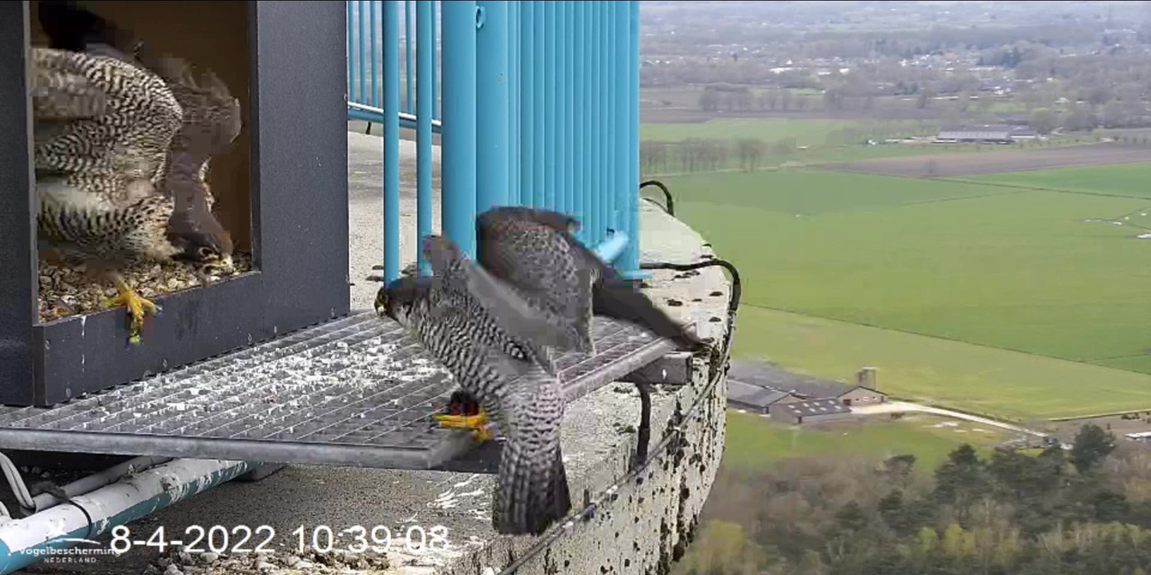 campics BDL 2022 va 20 maart 2022 ©VWGGemert/Vogelbescherming Nederland - Pagina 37 Video-2022-04-08-104007-Moment-2