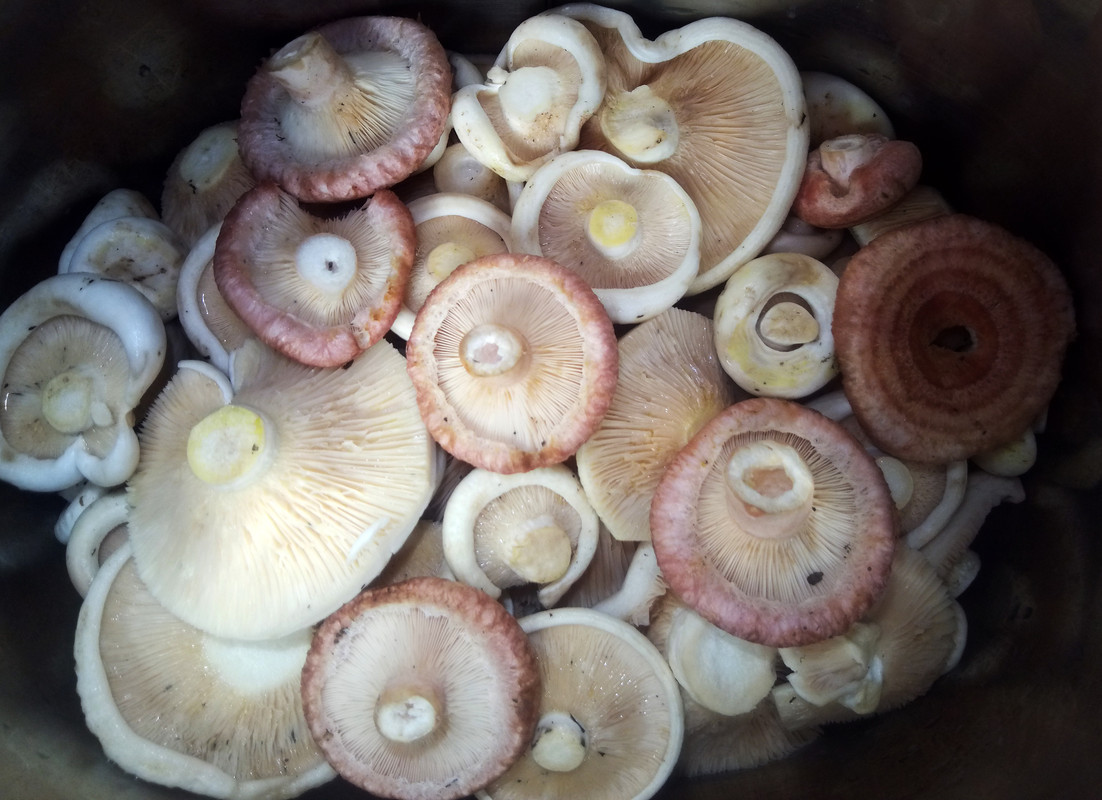 Двадцать пятый (61)