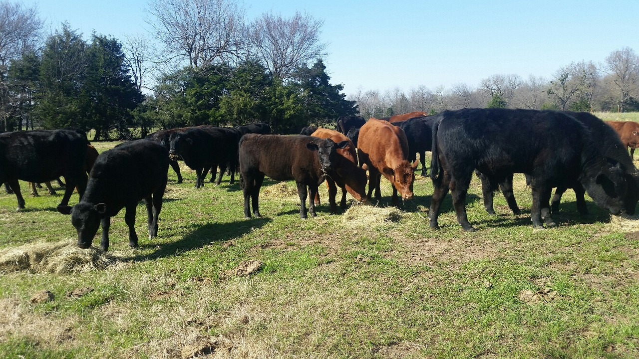 cow pictures april 18