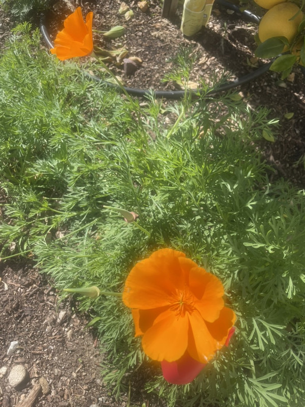 345E45ED-9030-4D4D-A655-21899C128A2B_1_105_c