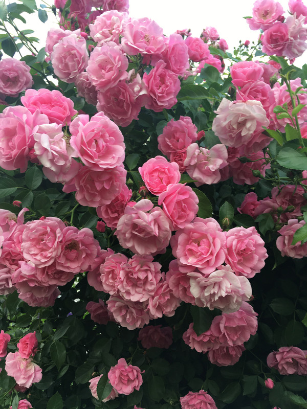 4CA7AA67-E210-46BE-9FCC-BC4EA806ABBD