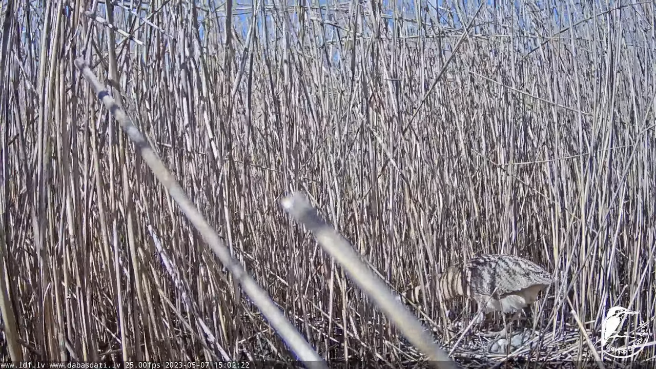 Lielais dumpis (Botaurus stellaris) Engurē - LDF tiešraide 10-21-42 screenshot