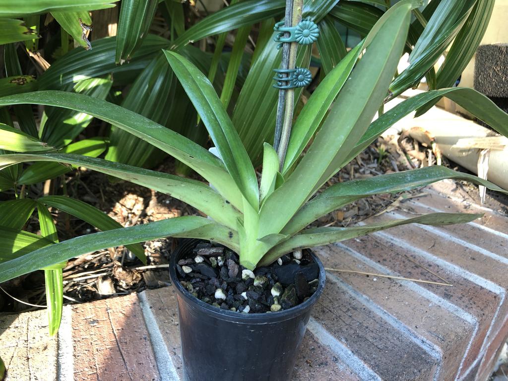 Paph Alexej Slippertalk Orchid Forum