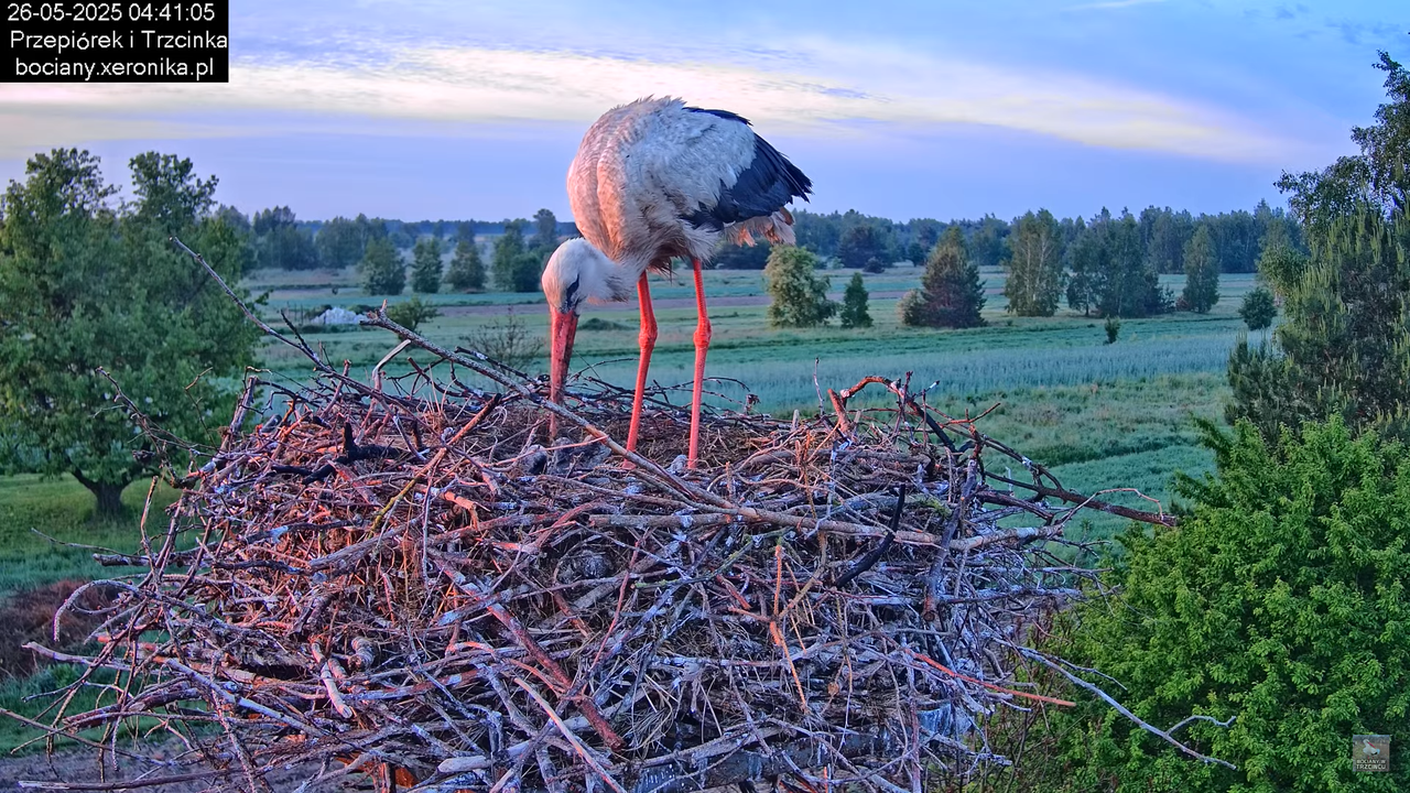 26052025bociany1
