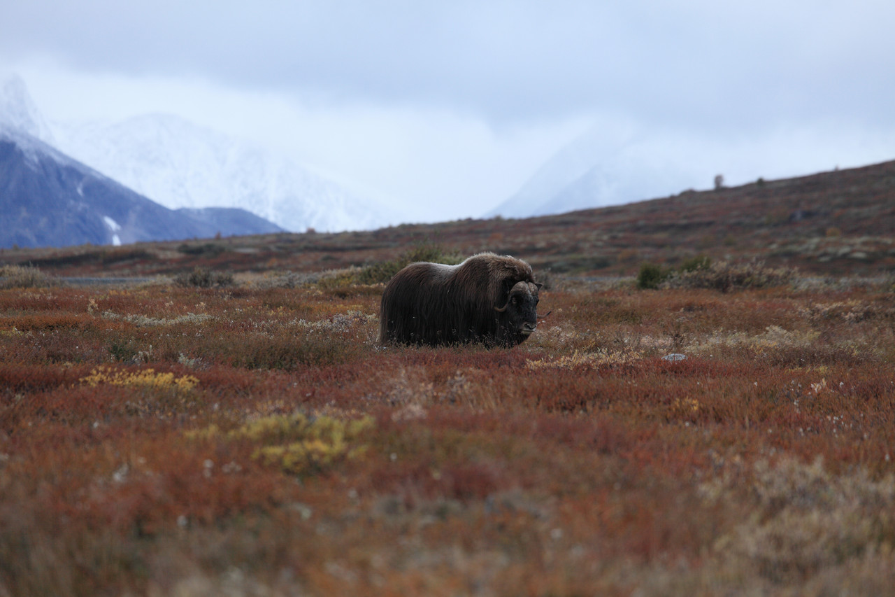 Musk Ox 4K | Giants of the Nordic Tundra | Cinematic Nature Relaxation