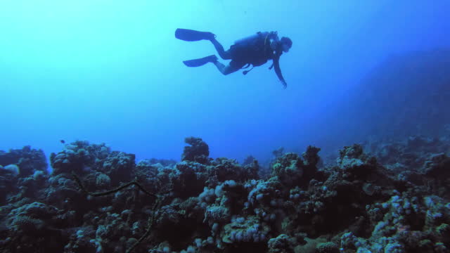 Koh Tao Scuba Diving