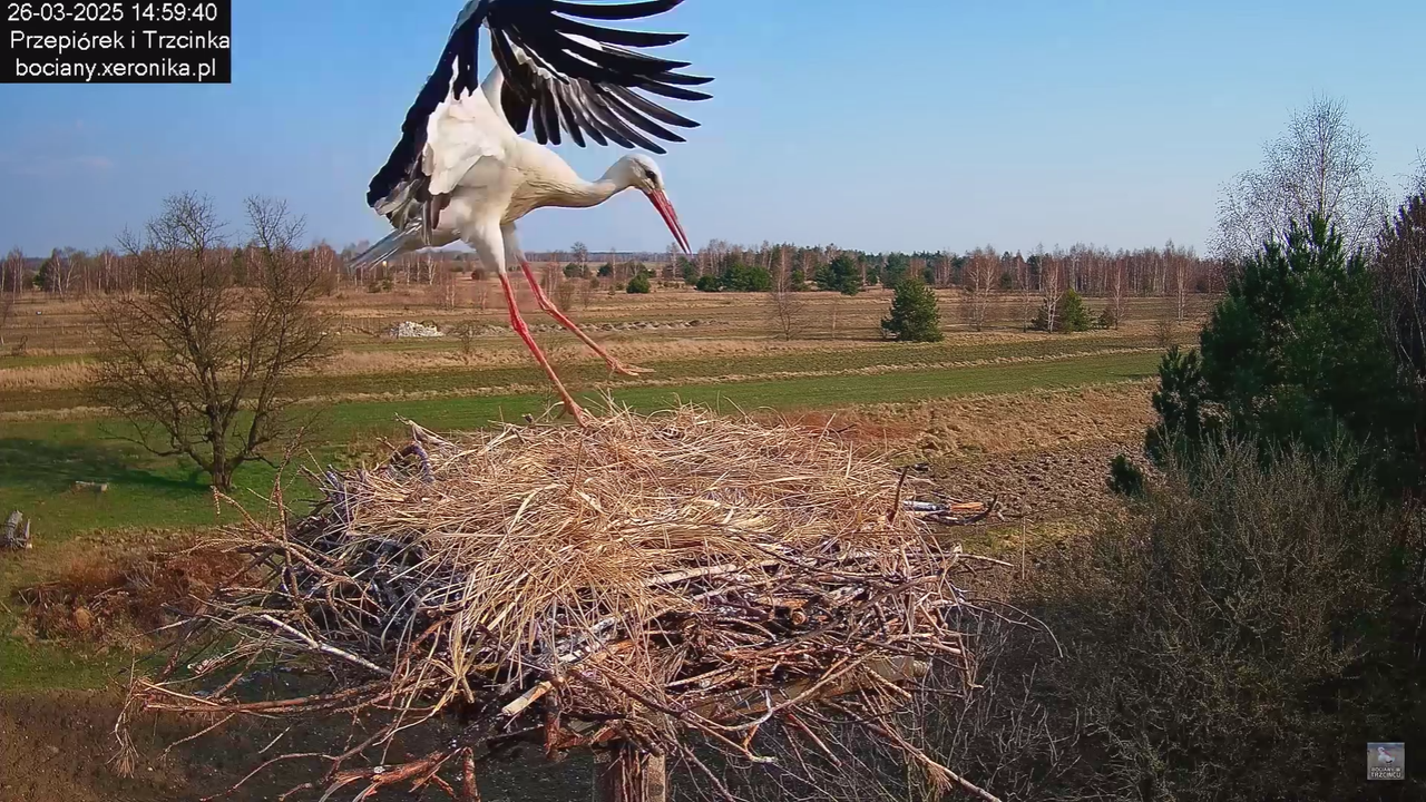 26032025Wpada bocius_7