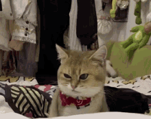 wtf-wtf-cat.gif