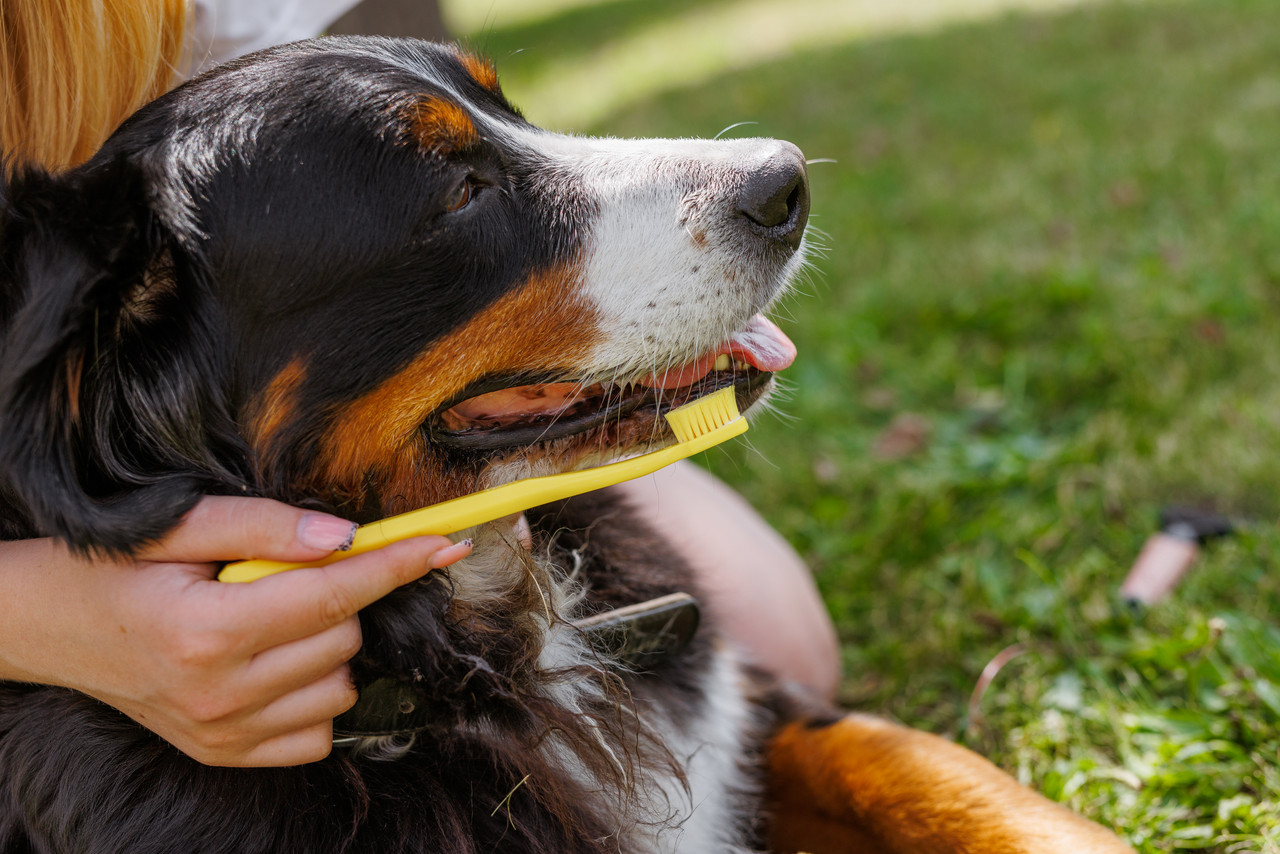 Gebitsverzorging bij hond en kat: zo houd je het gebit gezond