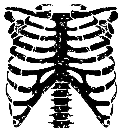 Ribcage