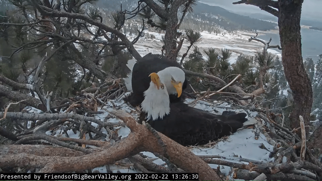 Webp.net-gifmaker (8)