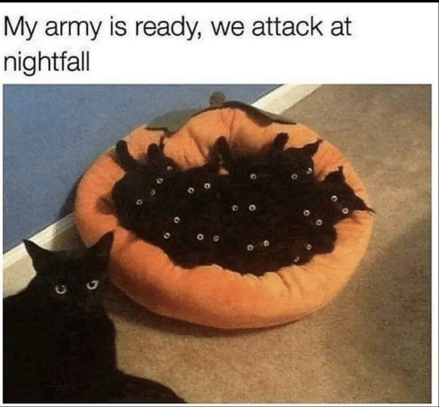 BLACK-CATS