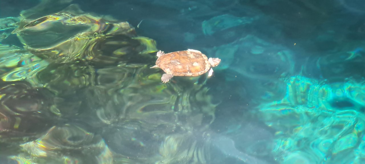 Riviera Maya en Navidad - Blogs de Mexico - Ruinas de Tulum, Cobá, el Gran Cenote y snorkel con tortugas en playa Paraíso (16)