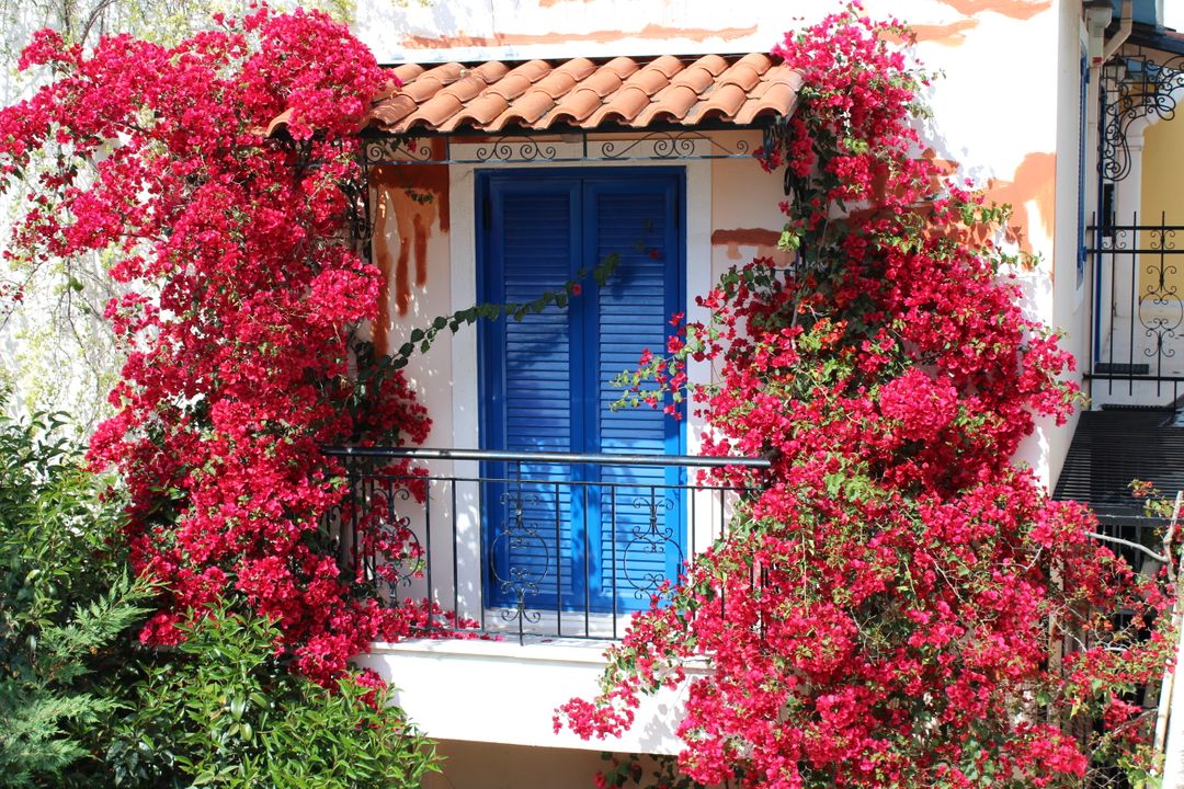 red-beauganvilla.jpg
