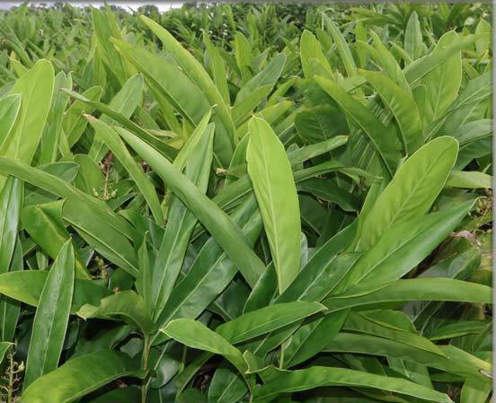 Alpinia-galanga3(1)