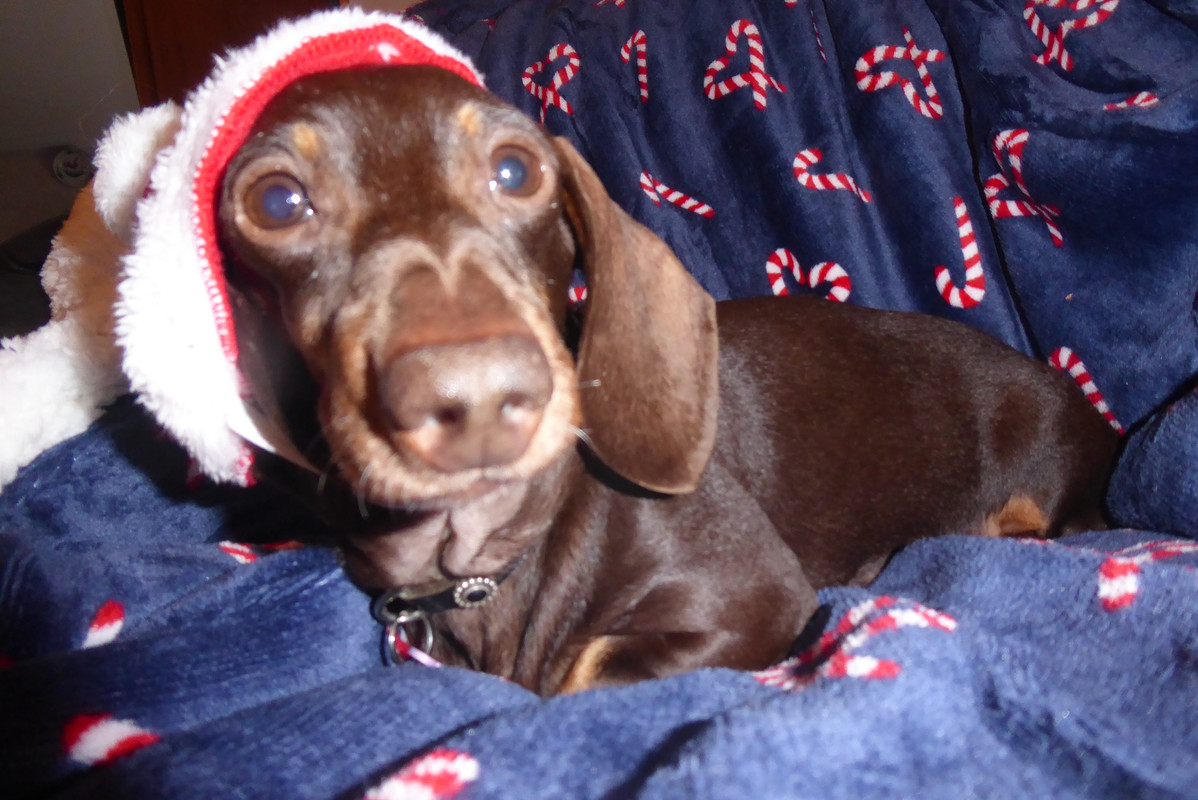 [Image: P1040250.jpg]