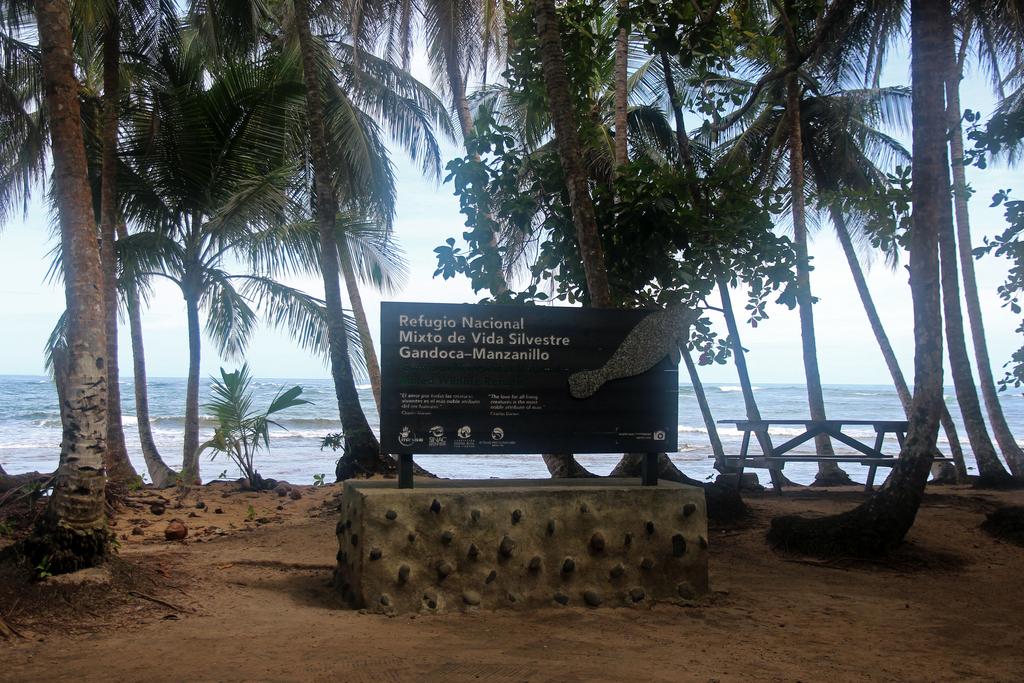 DIA 6: REFUGIO NACIONAL GANDOCA-MANZANILLO - DE TORTUGAS Y PEREZOSOS. COSTA RICA 2019 (3)