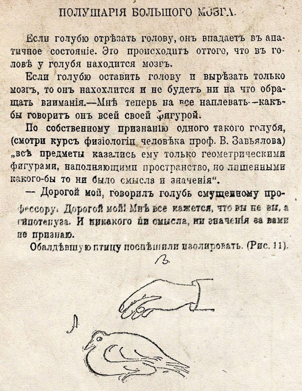 golub