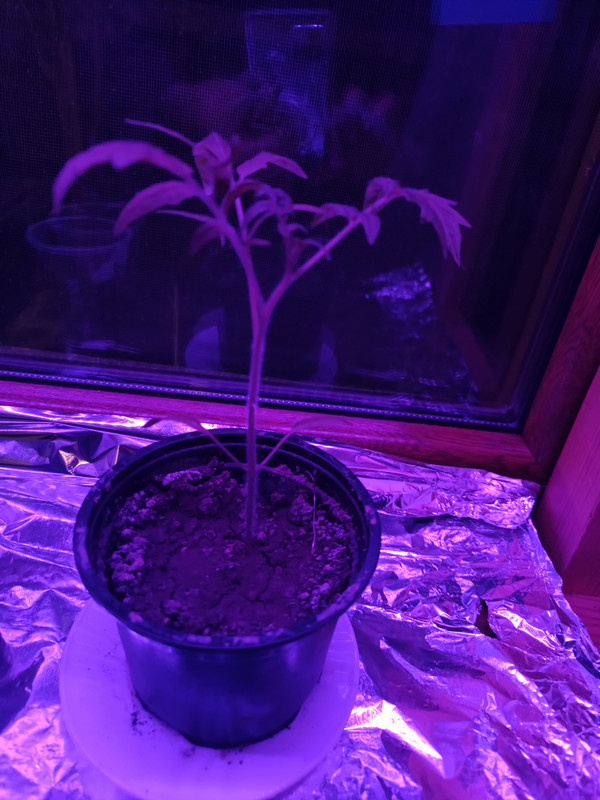 IMG_20250105_174612974_HDR
