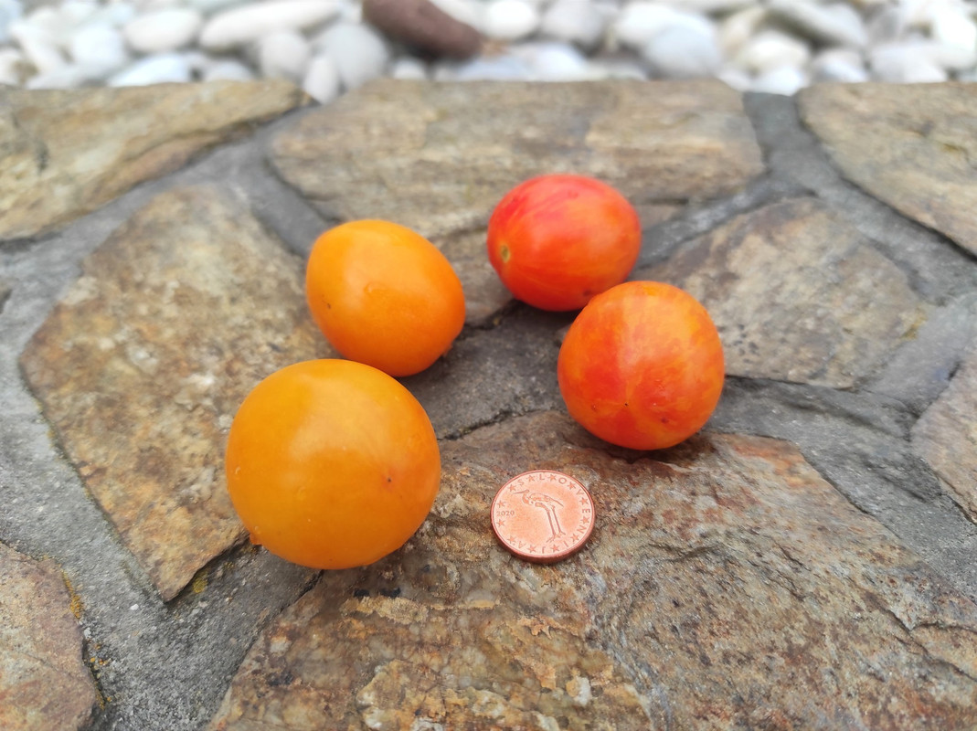 547269734_24543301755288859_5455217886077999166_n