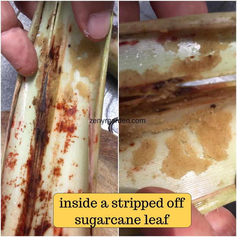 inside-a-sugarcane-leaf.jpg