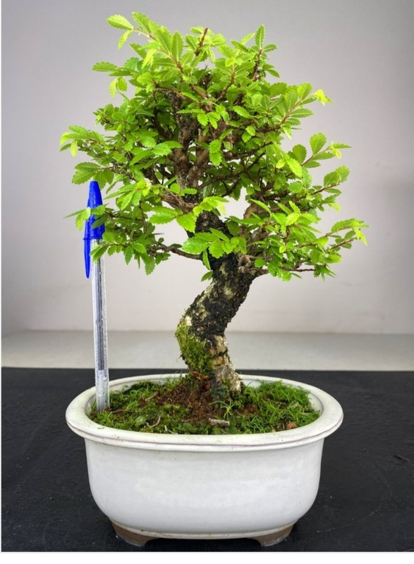 ZELKOVA NIRE - SHOHIN IMG-20200716-232515