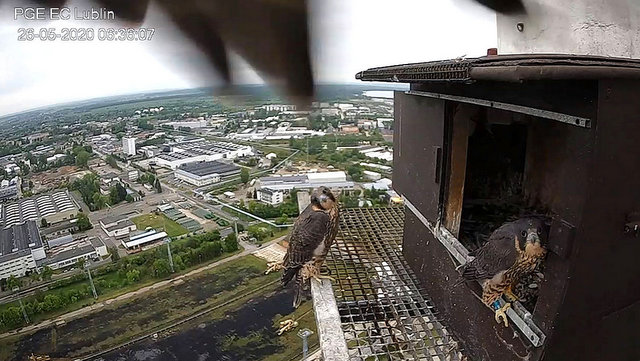 PGE Lublin. Male  Łupek (8 A - 2013) &  Female  WROTKA (4 AB - 2014) - Pagina 3 Przechwytywanie-w-trybie-pe-noekranowym-26-05-2020-085114