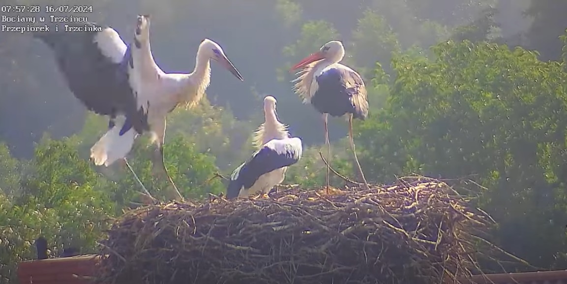 noigdziesieszwendasz