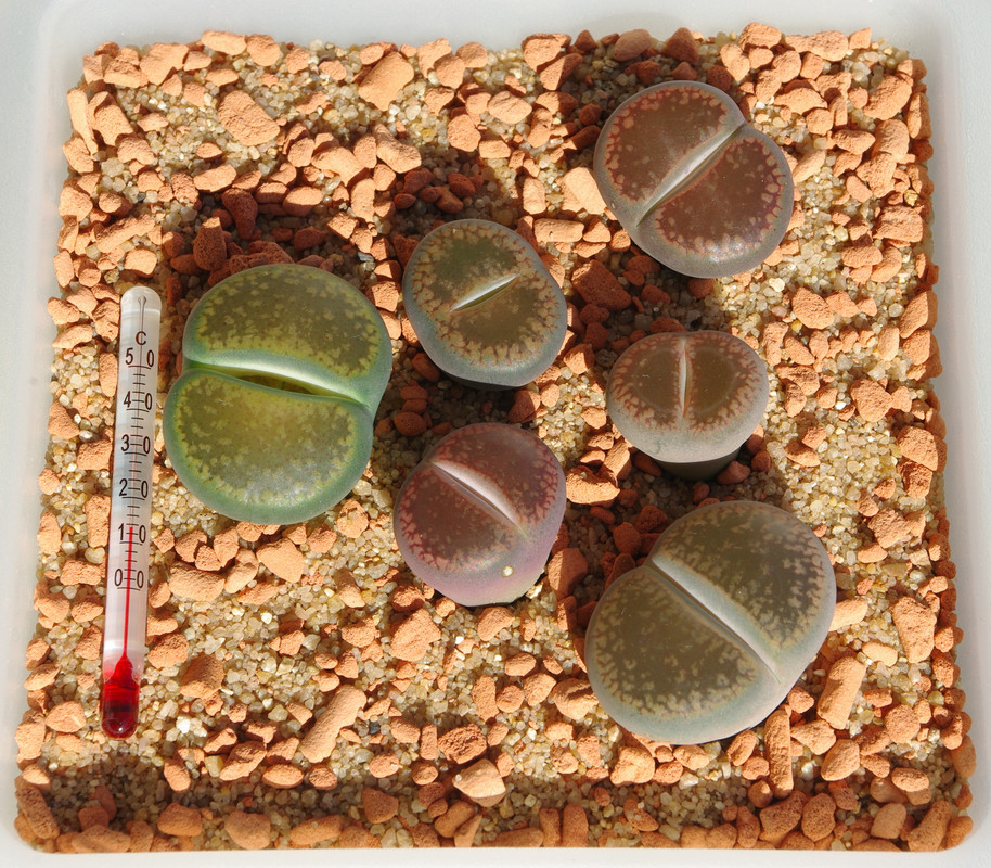 Lithops (Black Varieties)