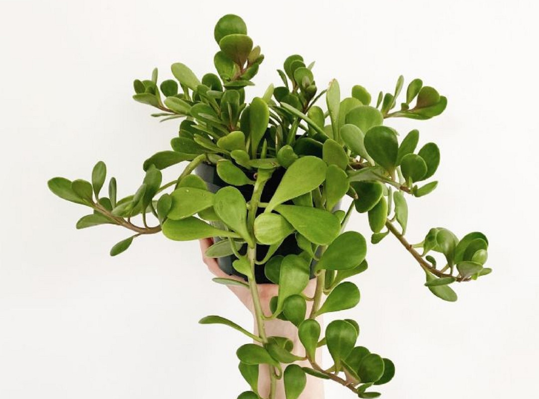 ¿Cuánto sol necesita un árbol de jade en otoño?