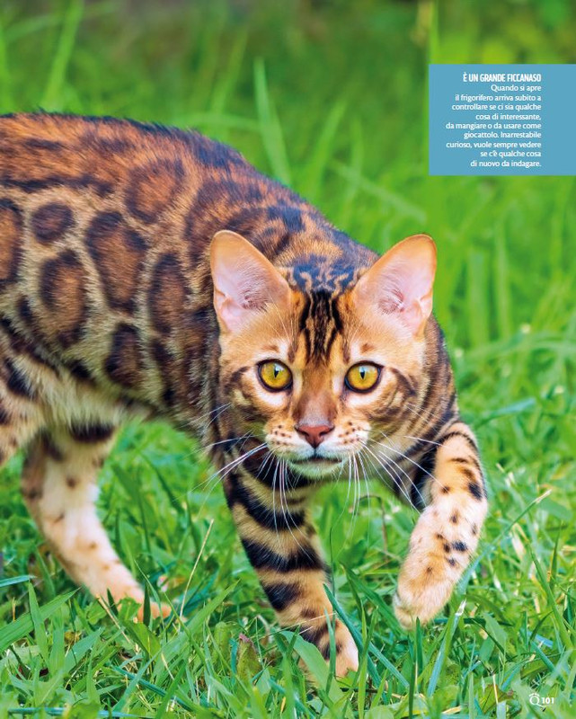 QuattroZampe Mar 2024 (8)