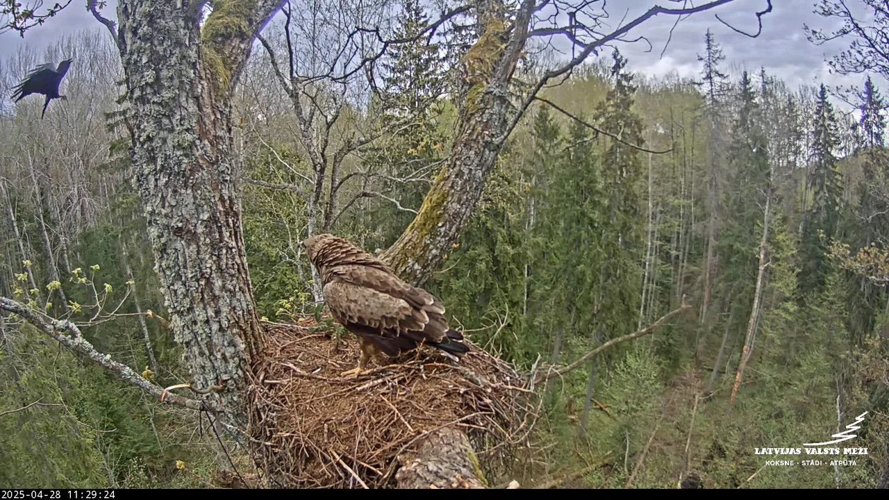 LVM mazais ērglis Lisiņa, ozols2 – Lesser Spotted Eagle 2-29-34 screenshot