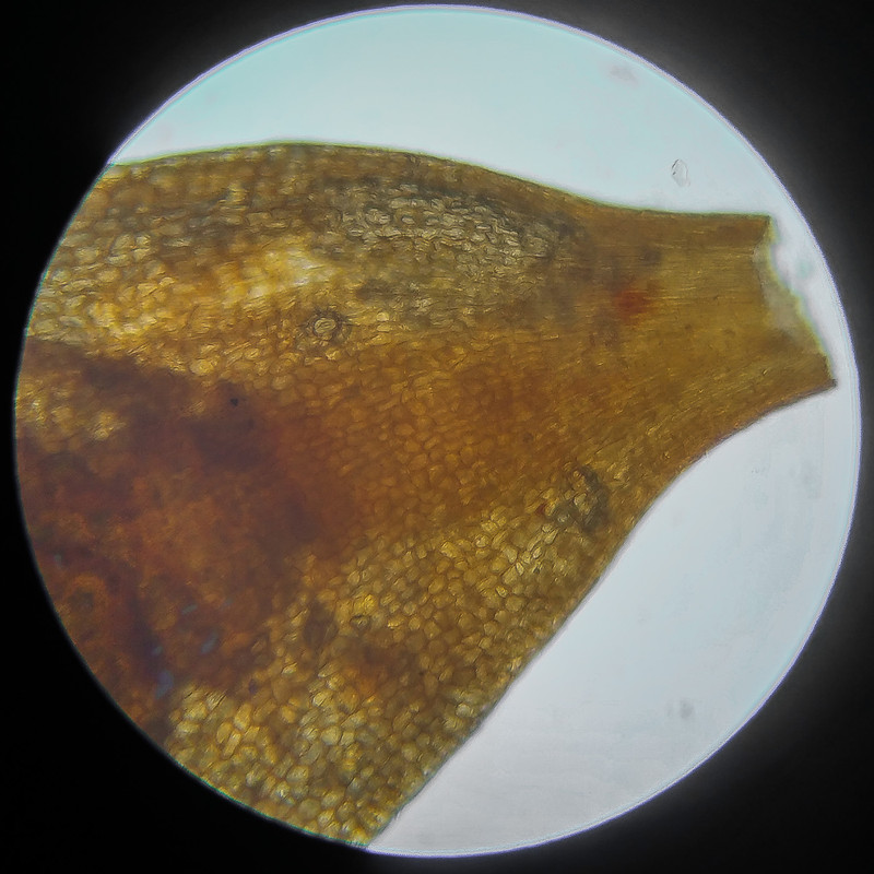 IMG 20250614 124614 HDR