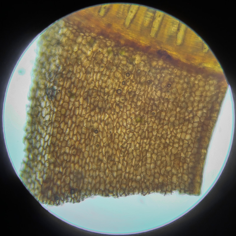 IMG 20250614 124557 HDR