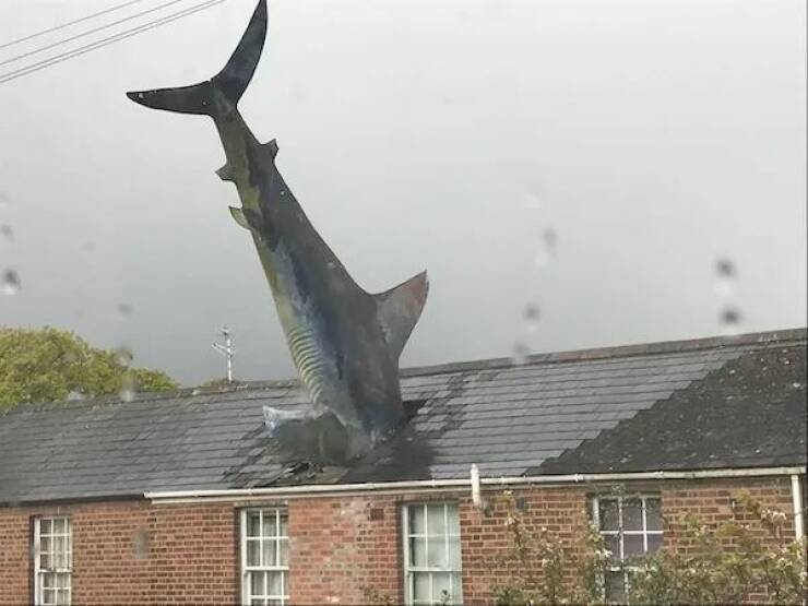 913385-shark.jpg