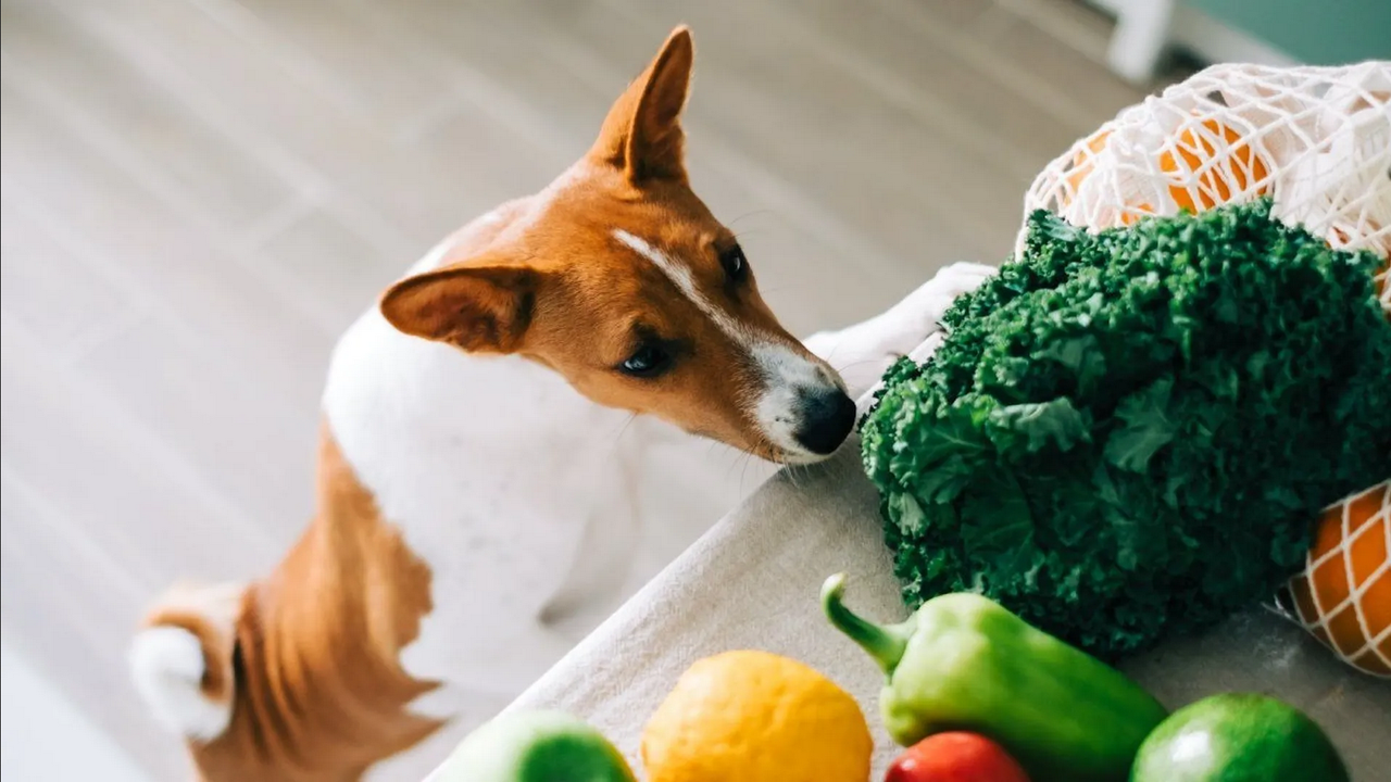 ¿Los perros pueden comer verduras cocidas?