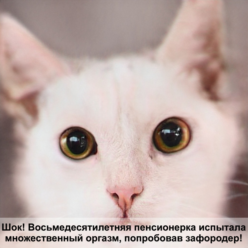 домашняя кошка похожая на рысь