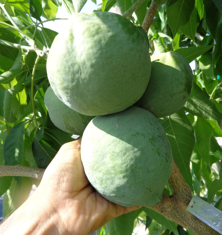 Cuccio_Fruit(7-18-21)2