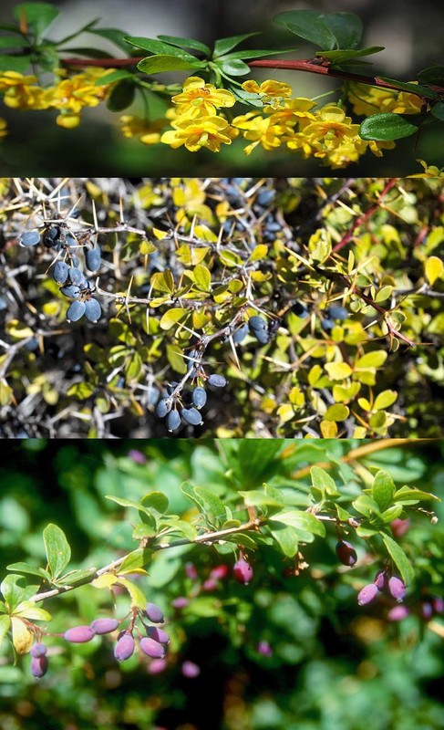 Berberis-hispanica