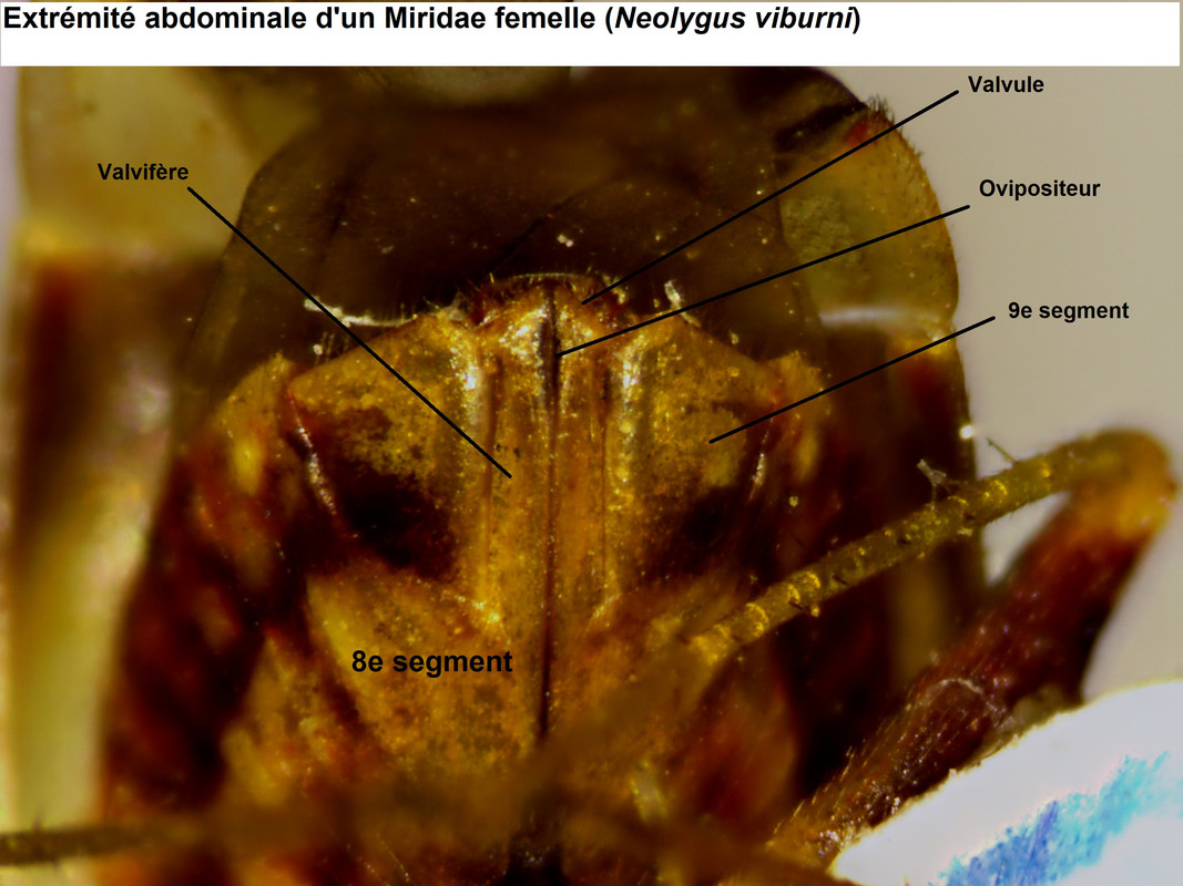 Abdomen-femelle-Miridae-Neolygus-viburni