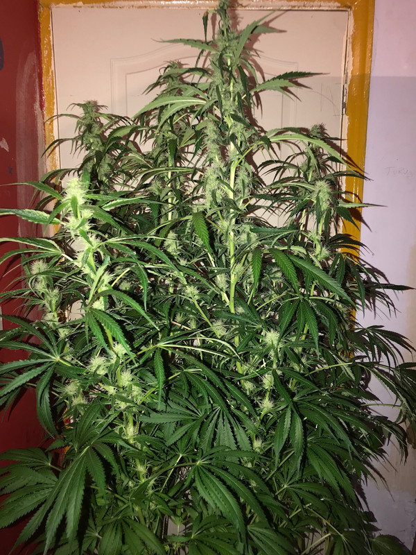 D732A47B-9C7C-4485-AA37-969D3C0D26B2