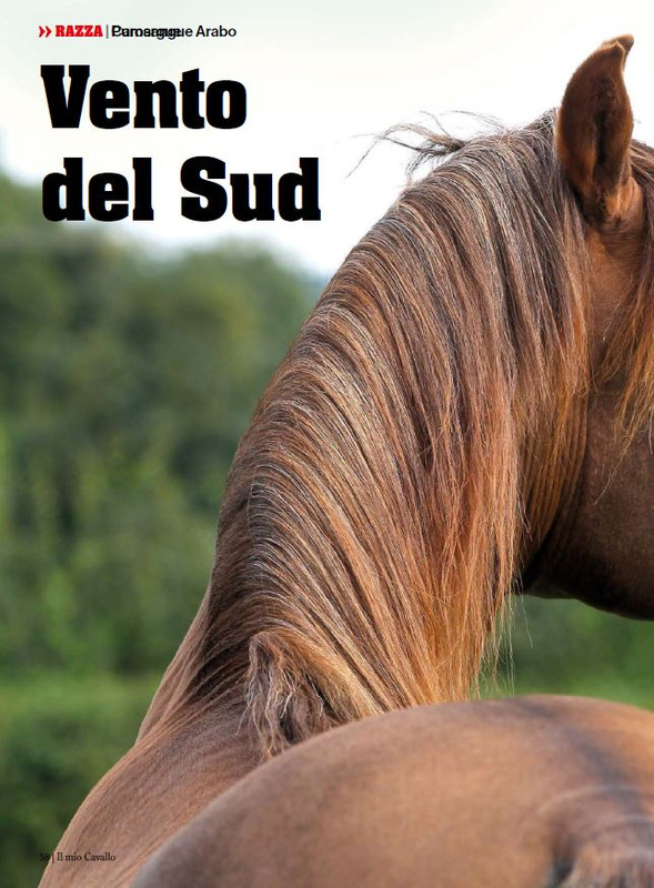 Il Mio Cav (Mar-Apr 2024) 5