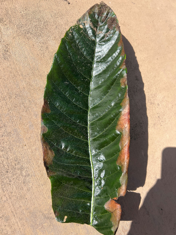 Leaf edge rot_1