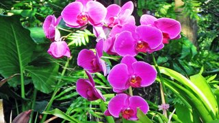 Thơ hoạ Nguyễn Thành Sáng & Tam Muội (2092) Flowers-Pink-Orchids-Phalaenopsis-Tropical-Rainforest-1920x1200-915x515