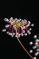 Drosera10a